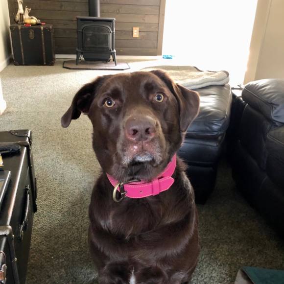 Meet your Posher, Ruby - Picture 1 of 1